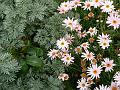 Cottage garden, Coriole, McLaren Vale P1080548